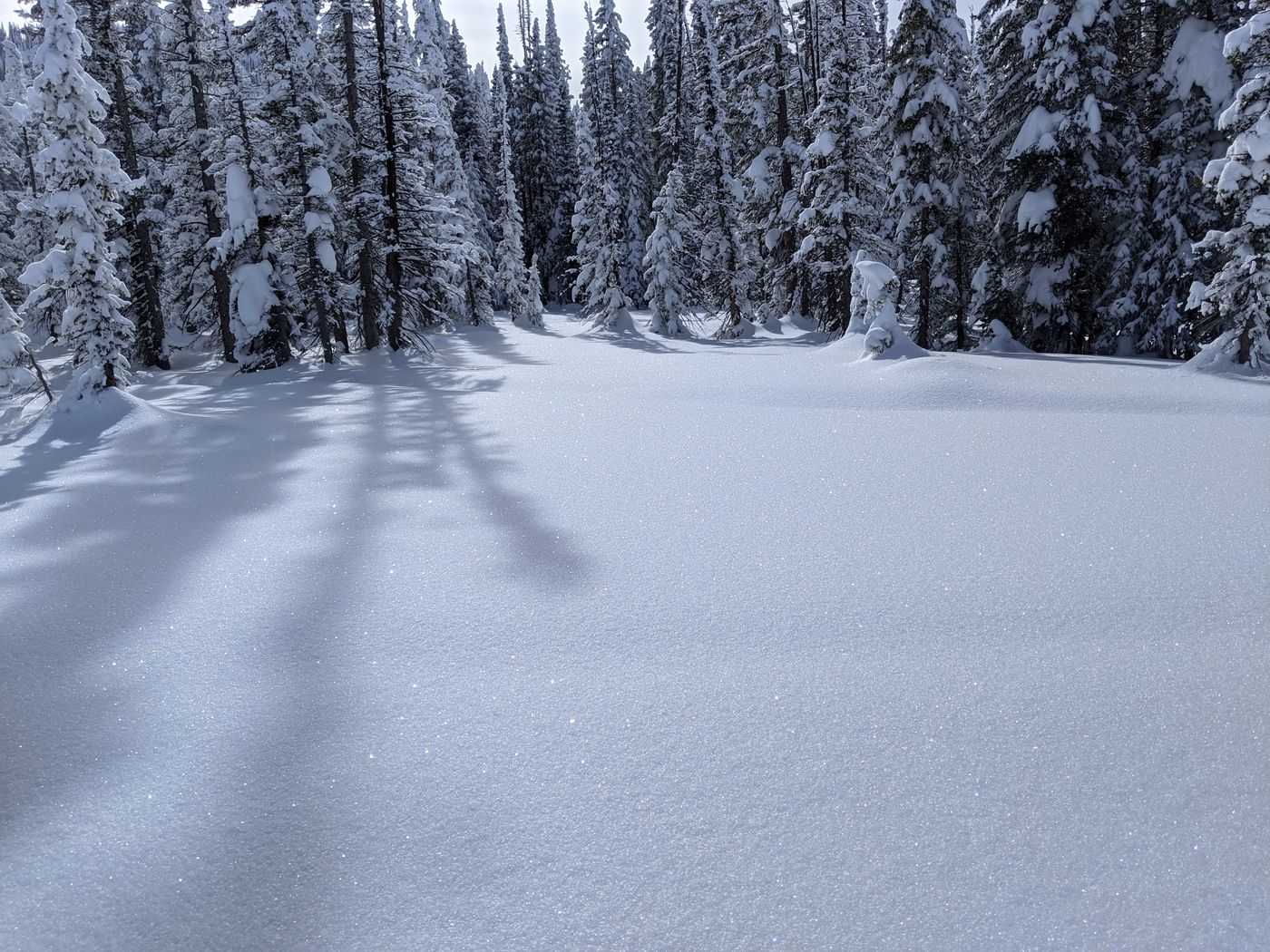 An untouched snowfield with sparkling surface snow at the edge of a spruce forest